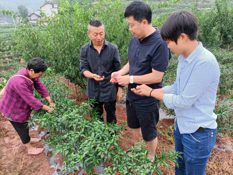 图为张朝洪（左二）在基地和村干部探讨技术.jpg